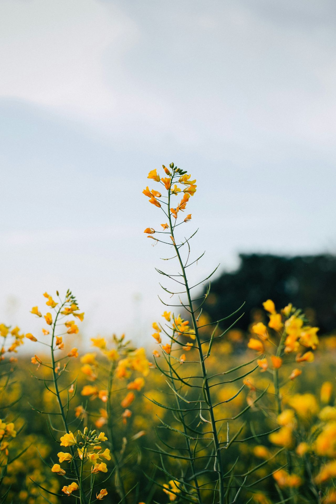 Keys Test KEYS persoonlijkheidstest voor coaching – gele bloemen